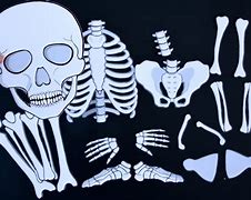 Image result for Life-Size Printable Skeleton