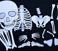 Image result for Life Size Skeleton Cut Out