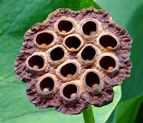 Image result for What Skin Disese Looks Like a Lotus Seed Pod