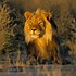Image result for Beautiful Lion King