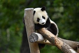 Image result for Giant Bamboo Lemur Panda