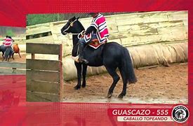 Image result for guascazo