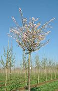 Image result for Prunus subhirtella Autumnalis