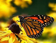 Image result for Butterflies in Nature