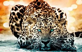 Image result for Coolest Animal Pics