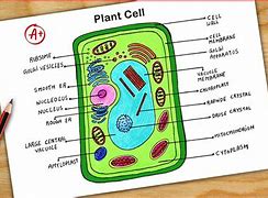 Image result for An Plant Cell Drawing