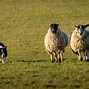 Image result for Border Collie Herding Sheep SVG