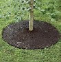 Image result for How to Grow Apple Trees