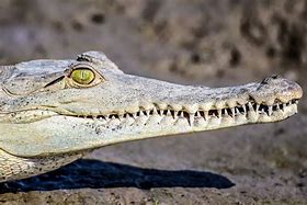 Image result for American Crocodile Teeth