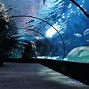 Image result for Giant Aquarium Entrance