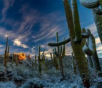 Image result for Sonoran Desert Drawing