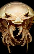 Image result for Isopod Meme