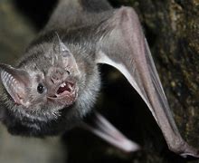 Image result for Ugly Vampire Bat