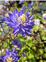 Image result for Aquilegia Blue Berry