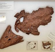 Image result for Arctic Fossils