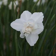 Image result for Narcissus Snowball