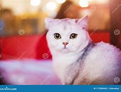 Image result for Fluffy White Cat with Yellow Eyes