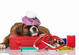 Image result for Animal First Aid