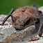 Image result for Little Brown Bat