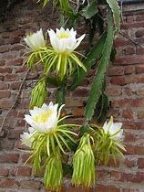 Image result for Vining Cactus