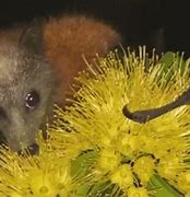 Image result for Australia Fox Bat