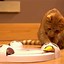 Image result for Crawley Cat Toys