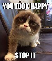 Image result for grumpiest cats meme