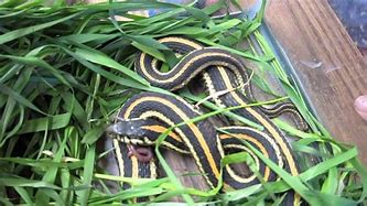 Image result for Snake Feeding Log Blank