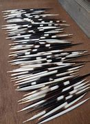 Image result for Cape Porcupine Quills