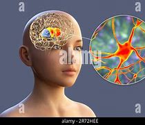 Image result for Human Brain and Nervous System
