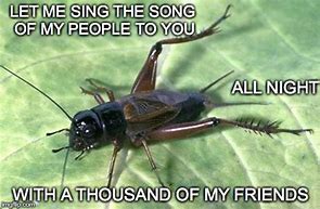 Image result for Cricket Insect Meme