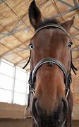 Image result for Bottom of a Horse Face