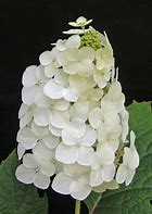 Image result for Hydrangea quercifolia Snow Queen