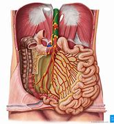 Image result for abdomrn