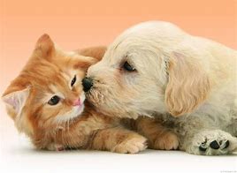 Image result for Cats and Dogs Kisses