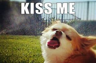Image result for Dog Kissing Meme