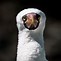 Image result for Bird with Sunglasses