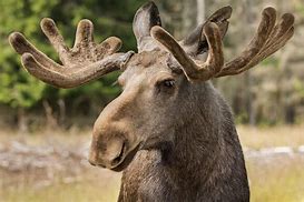 Image result for Brown Things in Nature