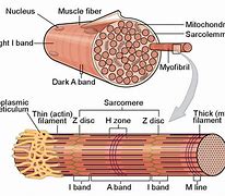 Image result for H Band Sarcomere