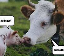 Image result for Funny Cow Memes Clean