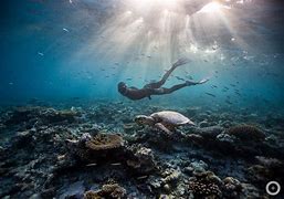 Image result for Underwater Diving
