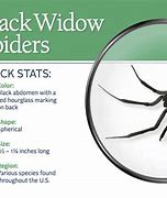 Image result for Black Widow Spider Web Identification