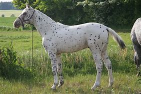 Image result for Knabstrupper Horse