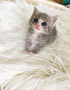 Image result for 1 Week Old Gray Kittens