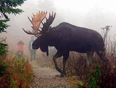 Image result for World's Biggest Moose