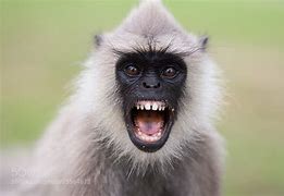 Image result for Angry Monkey Pic