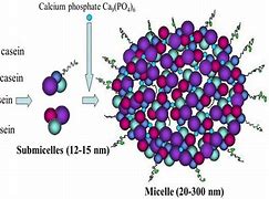 Image result for Casein Micelle