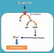 Image result for Beta Receptor Agonists