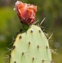 Image result for Prickly