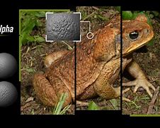 Image result for Frog Skin Texture Drawing